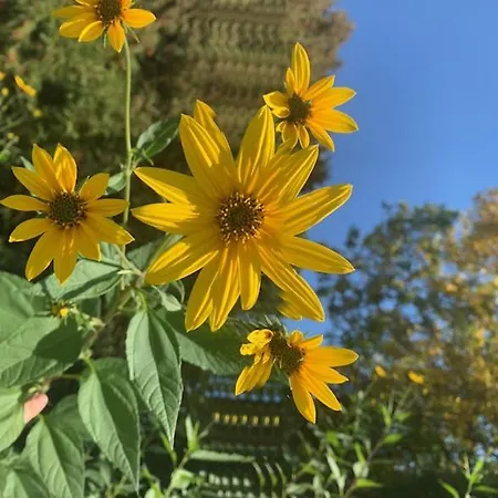 F&b's Garden 10 Min Disneyland Paris